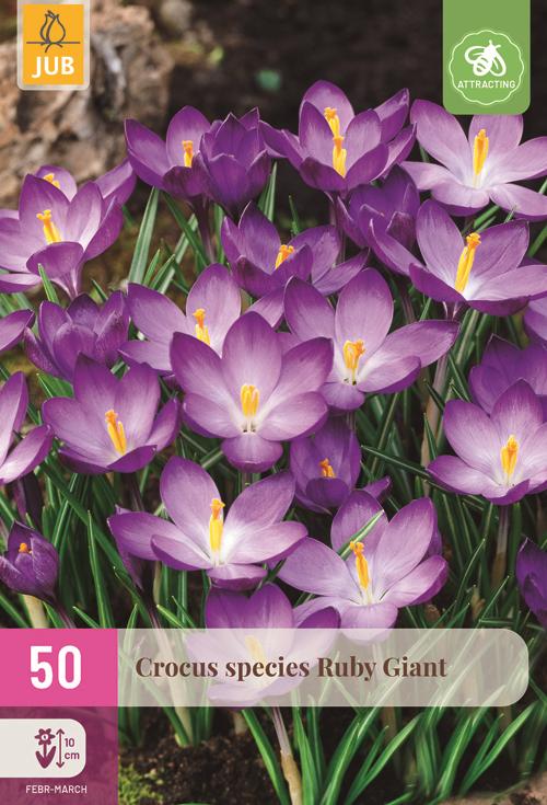 Crocus species ruby giant 50 bollen - afbeelding 1