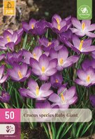 Crocus species ruby giant 50 bollen