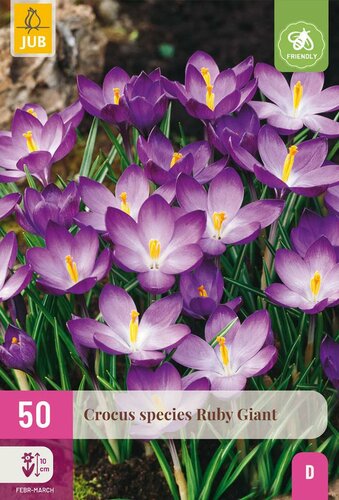 Crocus species ruby giant 50 bollen - afbeelding 3