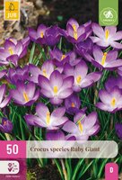 Crocus species ruby giant 50 bollen - afbeelding 3