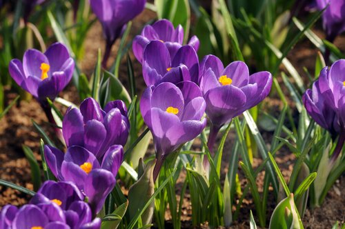 Crocus species ruby giant 50 bollen - afbeelding 2