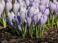 Crocus Vanguard 10 bollen - afbeelding 2