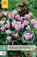 Cyclamen hederifolium 2 bollen - afbeelding 3