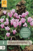 HEDERIFOLIUM