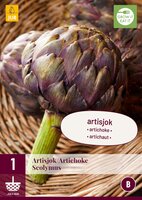 Cynara scolymus artisjok