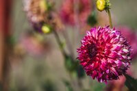 Dahlia Aiyana - afbeelding 2