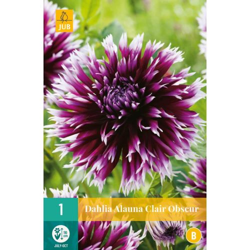 Dahlia alauna clair obscur - afbeelding 1