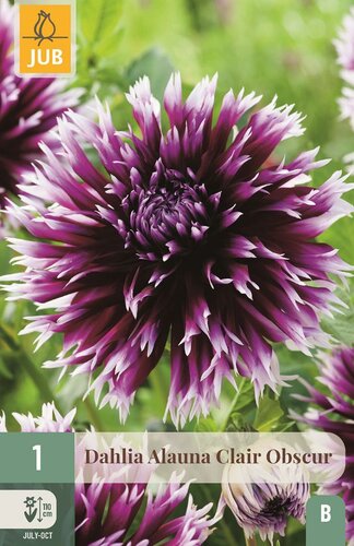 Dahlia alauna clair obscur - afbeelding 1