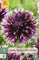 Dahlia alauna clair obscur