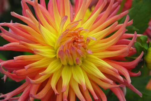 Dahlia Alfred grille - afbeelding 2