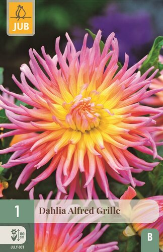 Dahlia Alfred grille - afbeelding 1