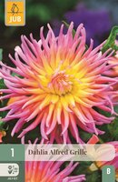 Dahlia Alfred grille