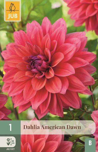 Dahlia american dawn - afbeelding 1