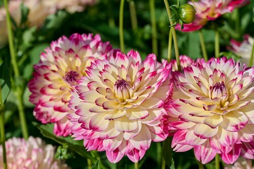 Dahlia Aphrodite - afbeelding 2