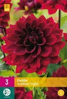 Dahlia arabian night 3 knollen - afbeelding 1
