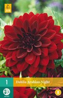 Dahlia Arabian night - afbeelding 2