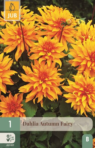 Dahlia autumn fairy - afbeelding 1