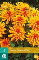 Dahlia autumn fairy - afbeelding 2