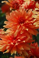 Dahlia autumn fairy - afbeelding 2