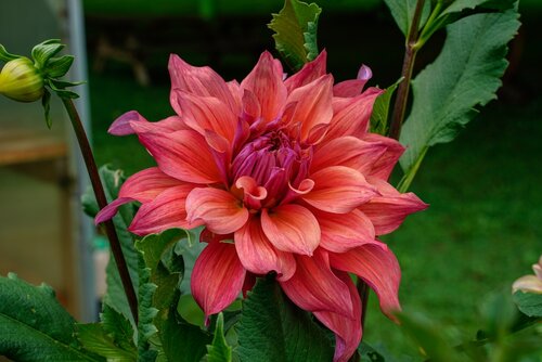 Dahlia Belle of Barmera - afbeelding 2