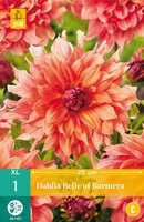 Dahlia Belle of Barmera
