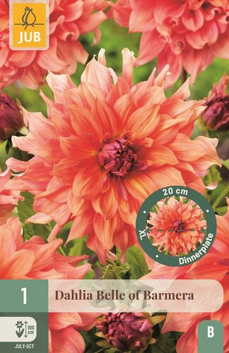 Dahlia Belle of Barmera