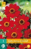 Dahlia Bishop of llandaff - afbeelding 2