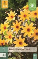 Dahlia Bishop of York