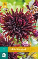 Dahlia Black jack - afbeelding 2