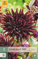 Dahlia Black jack