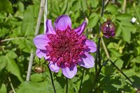 Dahlia Blue bayou - afbeelding 2