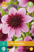 Dahlia Blue bayou - afbeelding 2