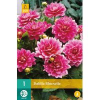 Dahlia bluesette - afbeelding 1