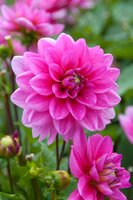 Dahlia bluesette - afbeelding 2