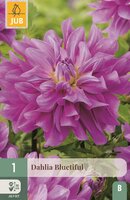 Dahlia bluetiful