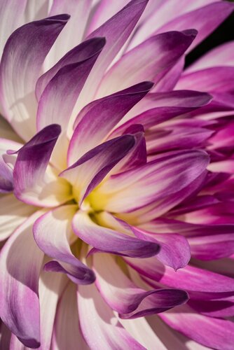 Dahlia bold accent - afbeelding 3