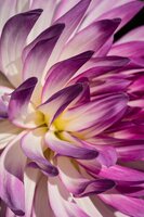 Dahlia bold accent - afbeelding 3