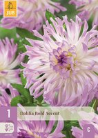 Dahlia bold accent