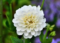 Dahlia boom boom white - afbeelding 2