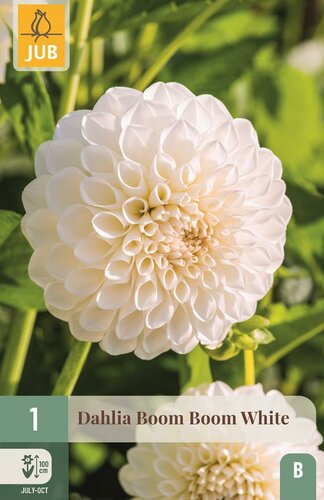 Dahlia boom boom white