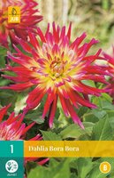 Dahlia Bora bora - afbeelding 2