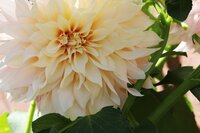 DAHLIA BREAK OUT