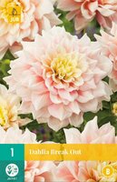 Dahlia Break out - afbeelding 2