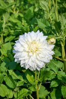 Dahlia bull's pride - afbeelding 2