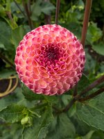 Dahlia burlesca - afbeelding 2