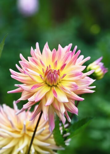 Dahlia cabana banana - afbeelding 2