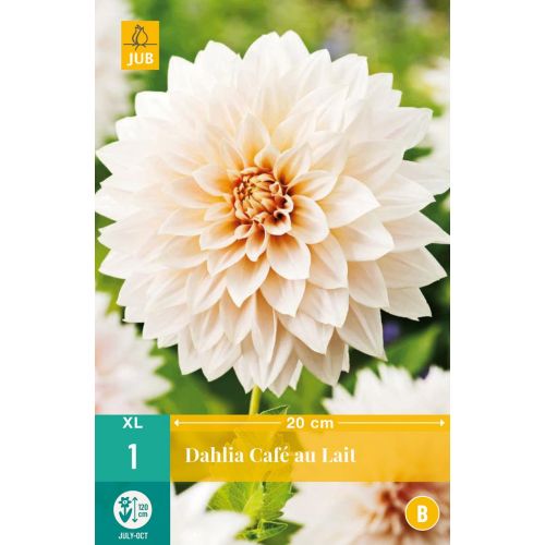 Dahlia cafe au lait - afbeelding 1