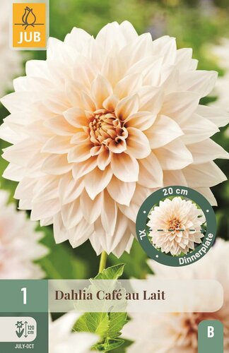 Dahlia cafe au lait - afbeelding 1