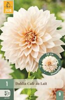 Dahlia cafe au lait