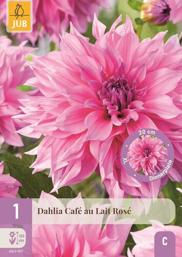 Dahlia cafe au lait rose - afbeelding 1